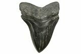 Fossil Megalodon Tooth - South Carolina #369999-1